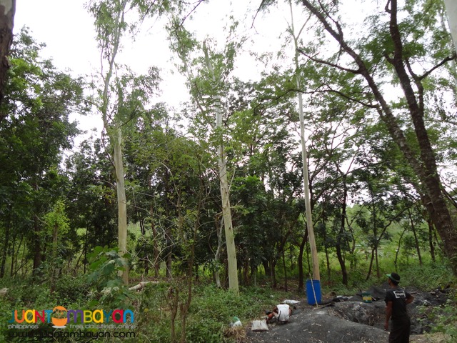 Lot for Sale in Palayan City