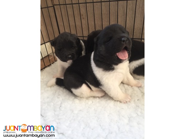 Akita Puppies 10/weeks