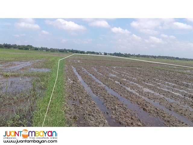 AGRI LOT FOR SALE (CATABLAN, URDANETA CITY, PANGASINAN)