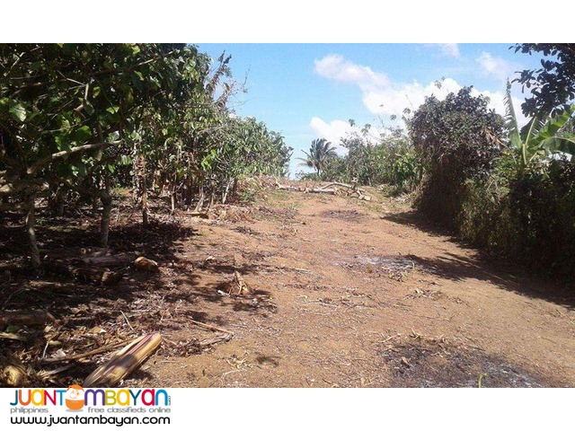 Farm lots For Sale at Amadeo, Cavite