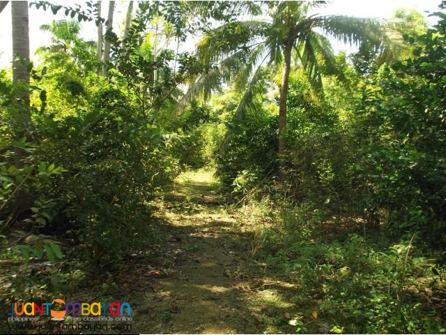 Maria, Siquijor 3 Lots for Sale 14,611,500.00 Phil. Peso