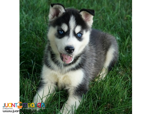 beautiful stunning Siberian Husky puppies for sale