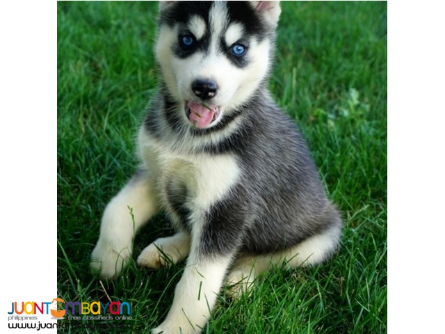 beautiful stunning Siberian Husky puppies for sale