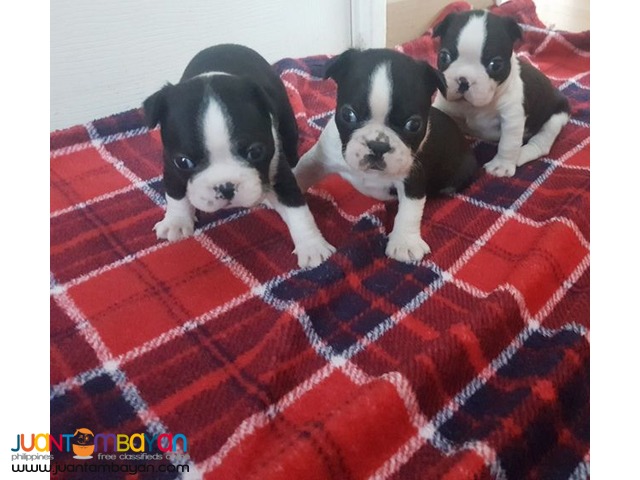 AKC Boston Terrier Puppies Available for sale