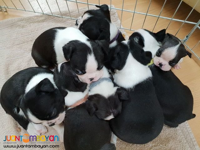 AKC Boston Terrier Puppies Available for sale