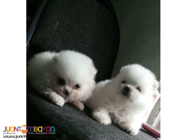teacup pomeranian puppies for free