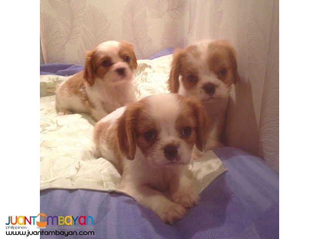 Cavalier King Charles Spaniel for Rehoming