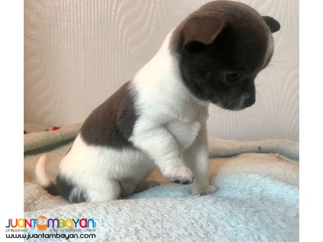 Chihuahua Pedigree Puppies