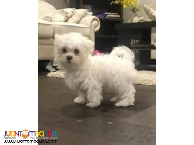 Adorable male and female Maltese puppies ready now.