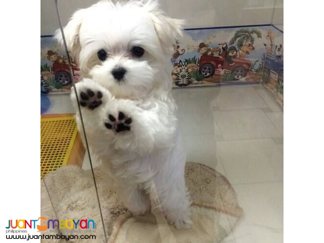 Adorable male and female Maltese puppies ready now.