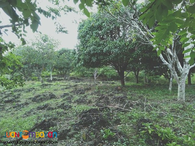 1.6hectares in barangay mohon sogod cebu 