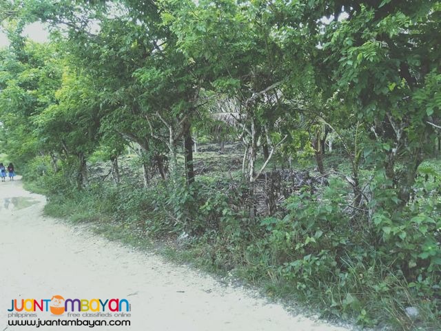 1.6hectares in barangay mohon sogod cebu 