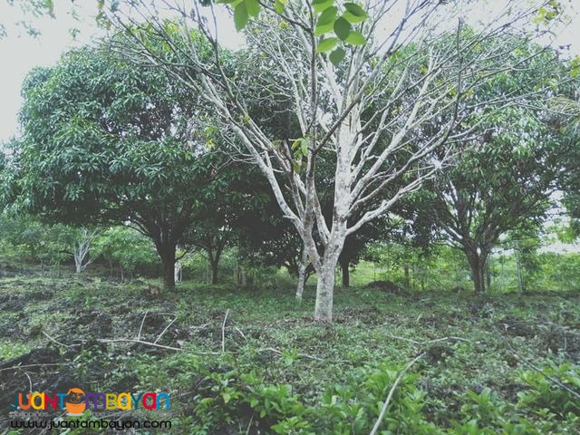 1.6hectares in barangay mohon sogod cebu 