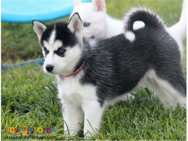 Siberian Husky Puppies For Sale