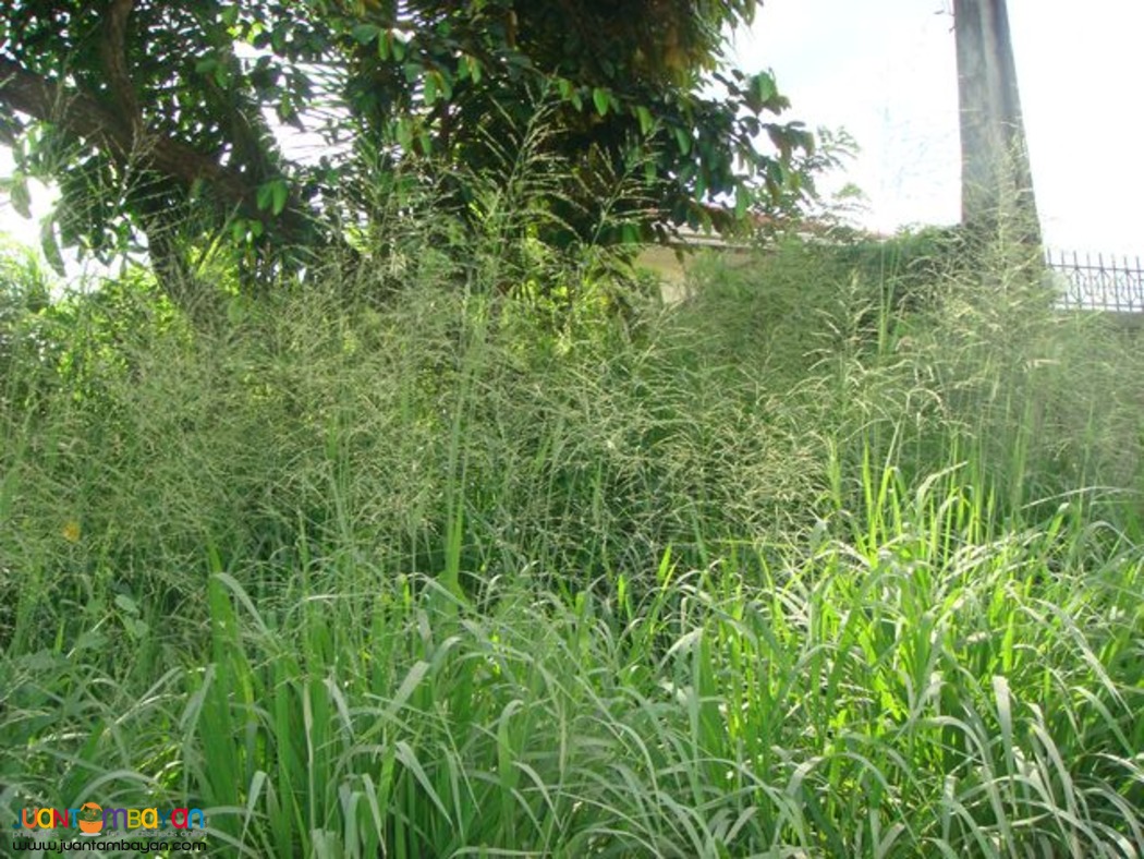  Sariaya, Quezon along Maharlika highway lot for sale