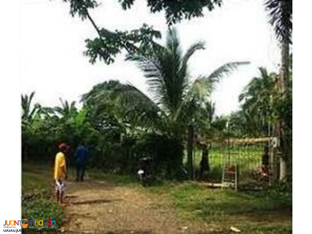 Farm Lot for sale 600 pesos per sqm. Lipa Batangas CASH OR TERM