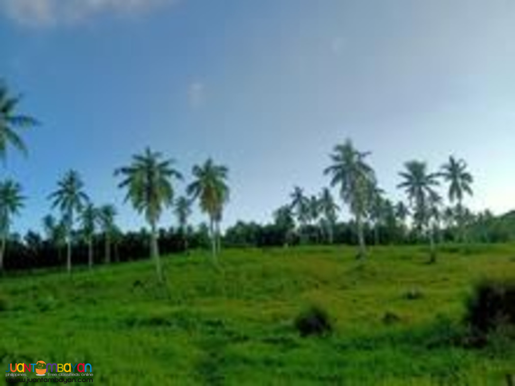 Cebu farm land for sale near highway 2.4 hectares