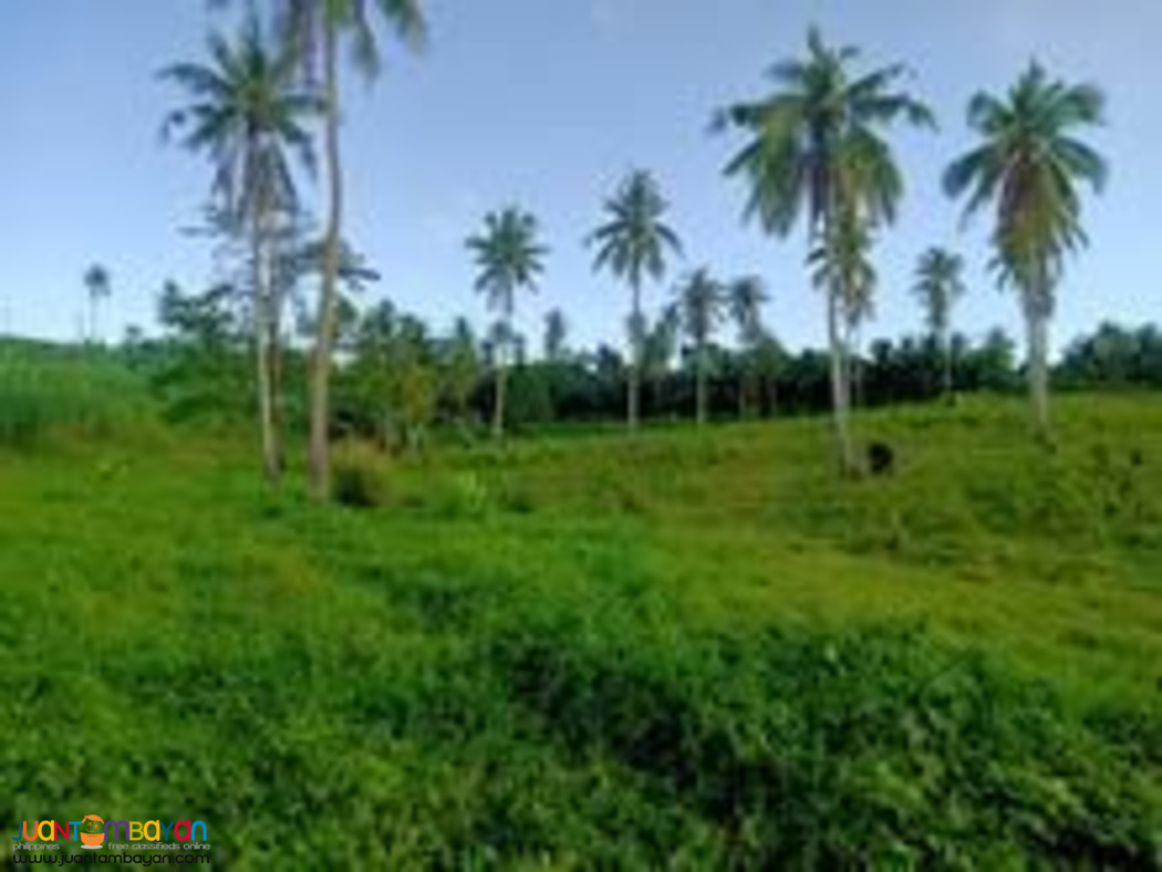 Cebu farm land for sale near highway 2.4 hectares