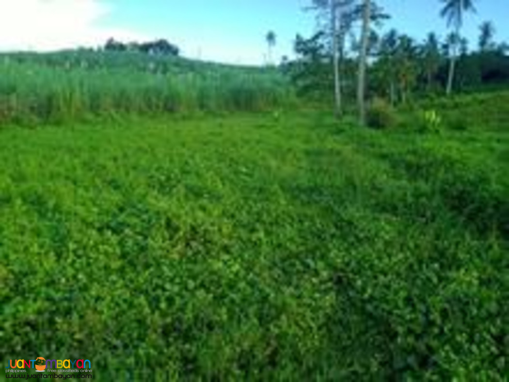 Cebu farm land for sale near highway 2.4 hectares