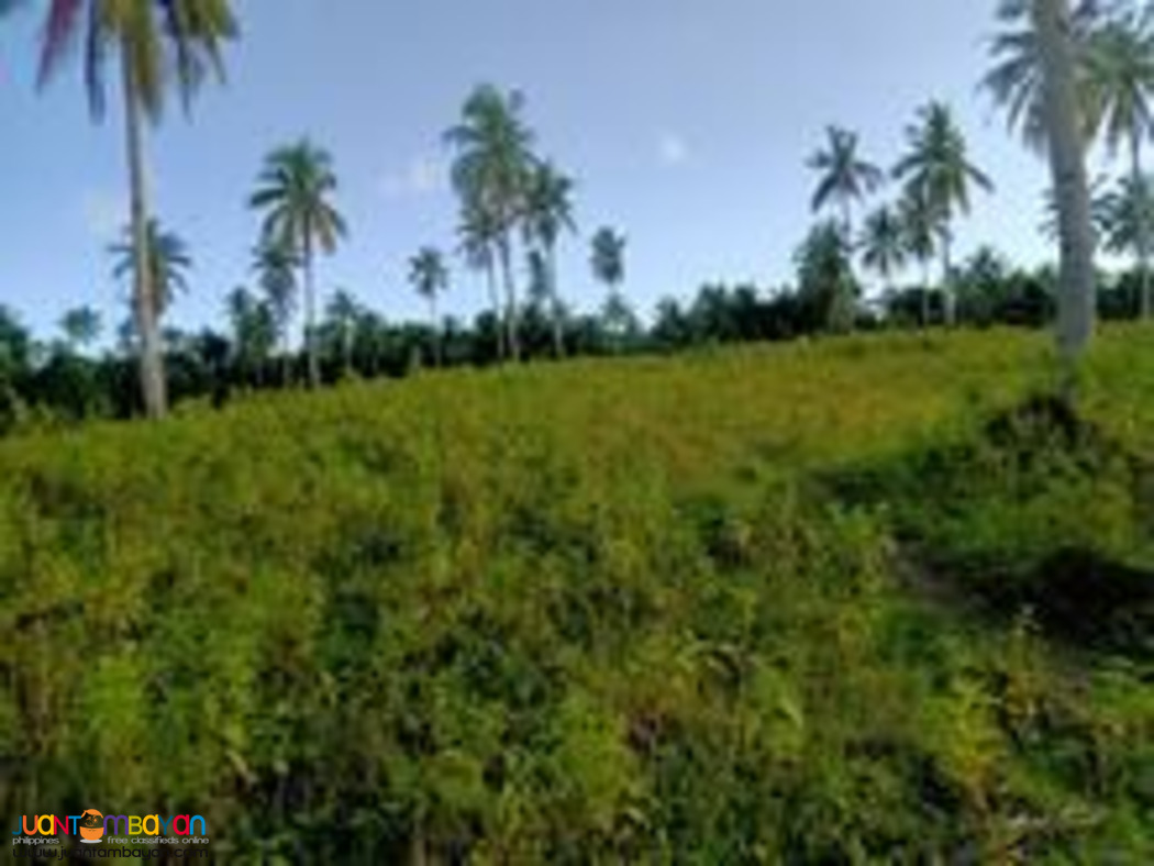 Cebu farm land for sale near highway 2.4 hectares