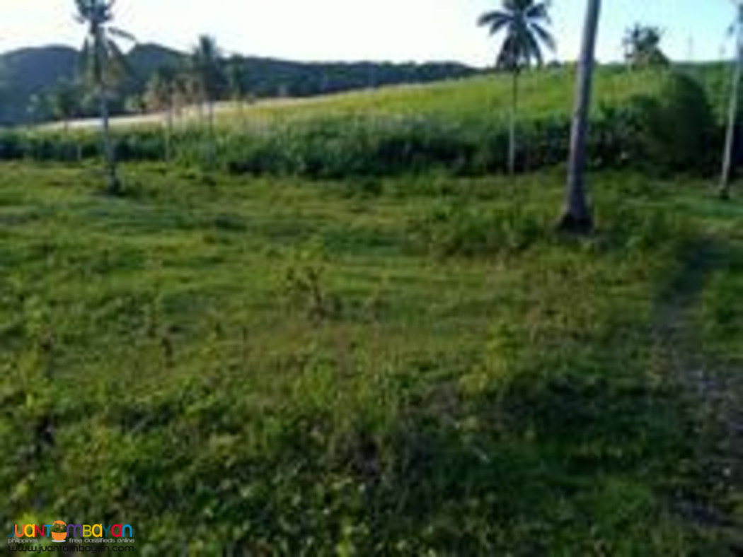 Cebu farm land for sale near highway 2.4 hectares