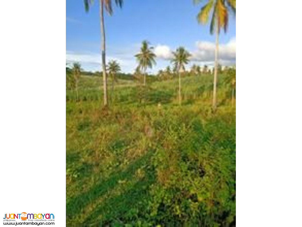 Cebu farm land for sale near highway 2.4 hectares