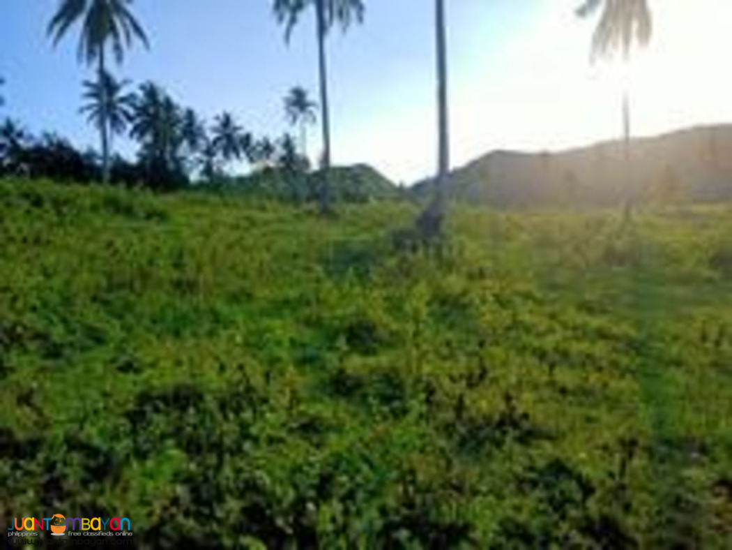 Cebu farm land for sale near highway 2.4 hectares