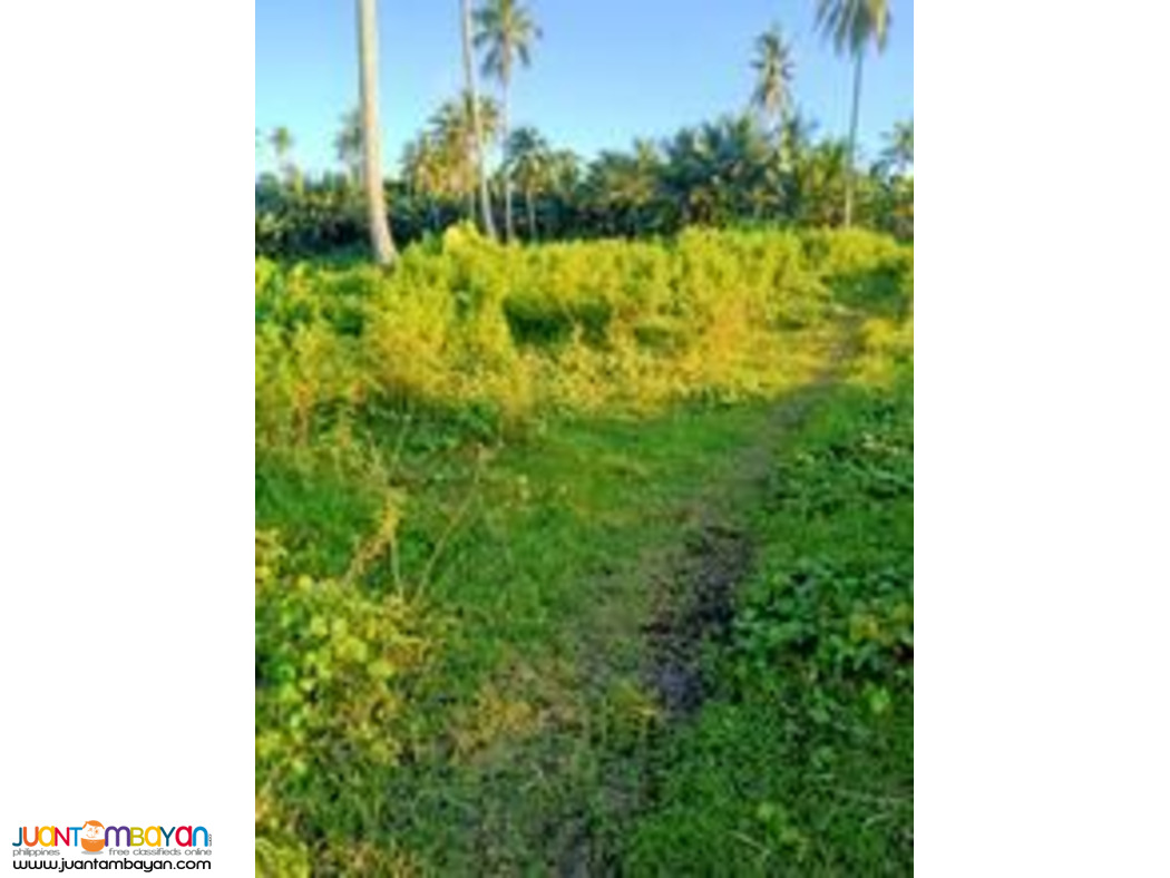 Cebu farm land for sale near highway 2.4 hectares