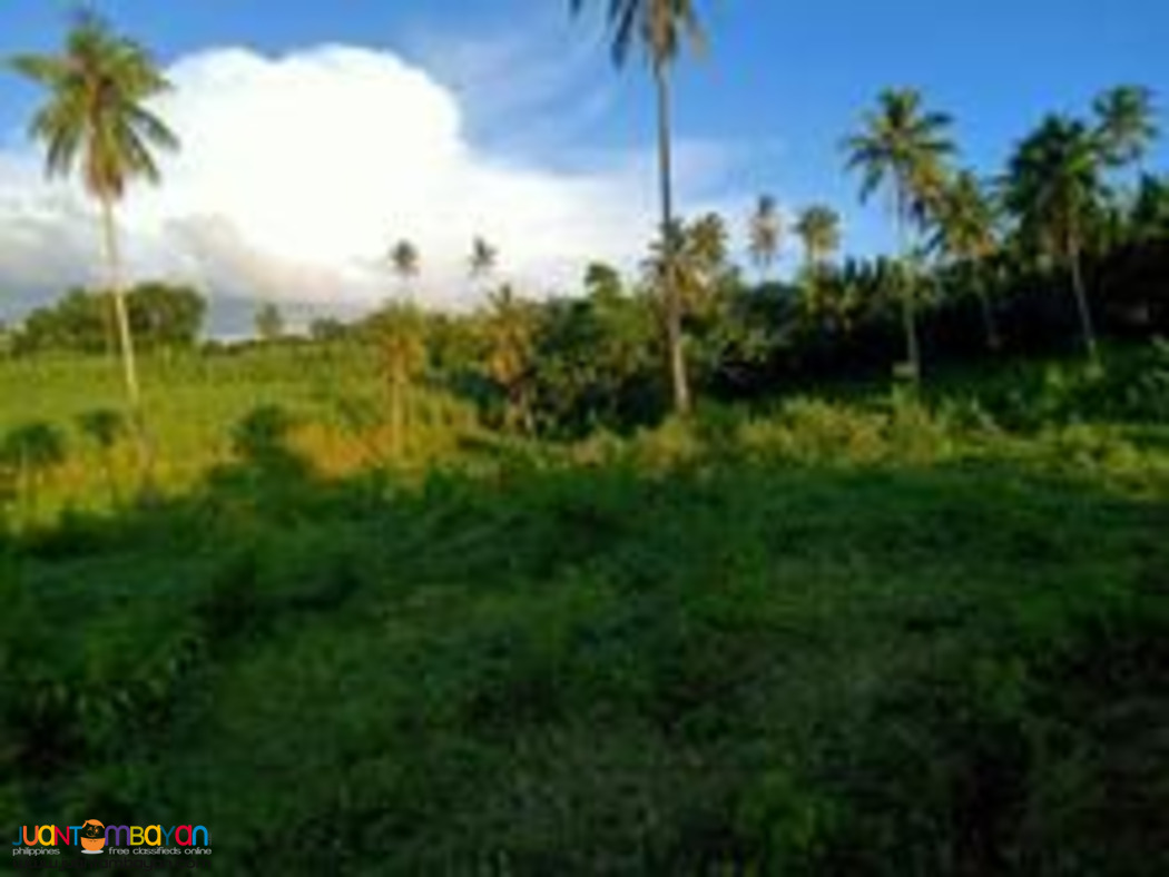 Cebu farm land for sale near highway 2.4 hectares