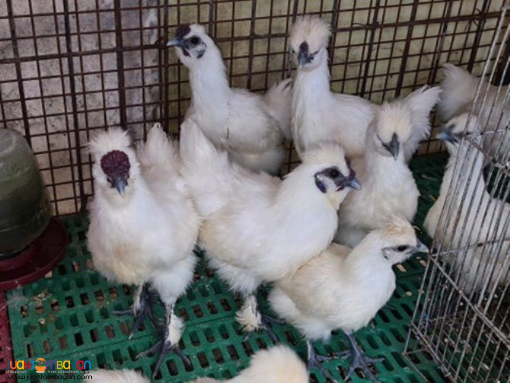 Exotic Delicacy Silkie Chicken Black Meat 