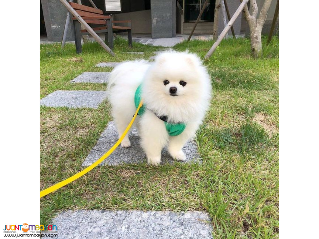 gorgeous white Pomeranian baby