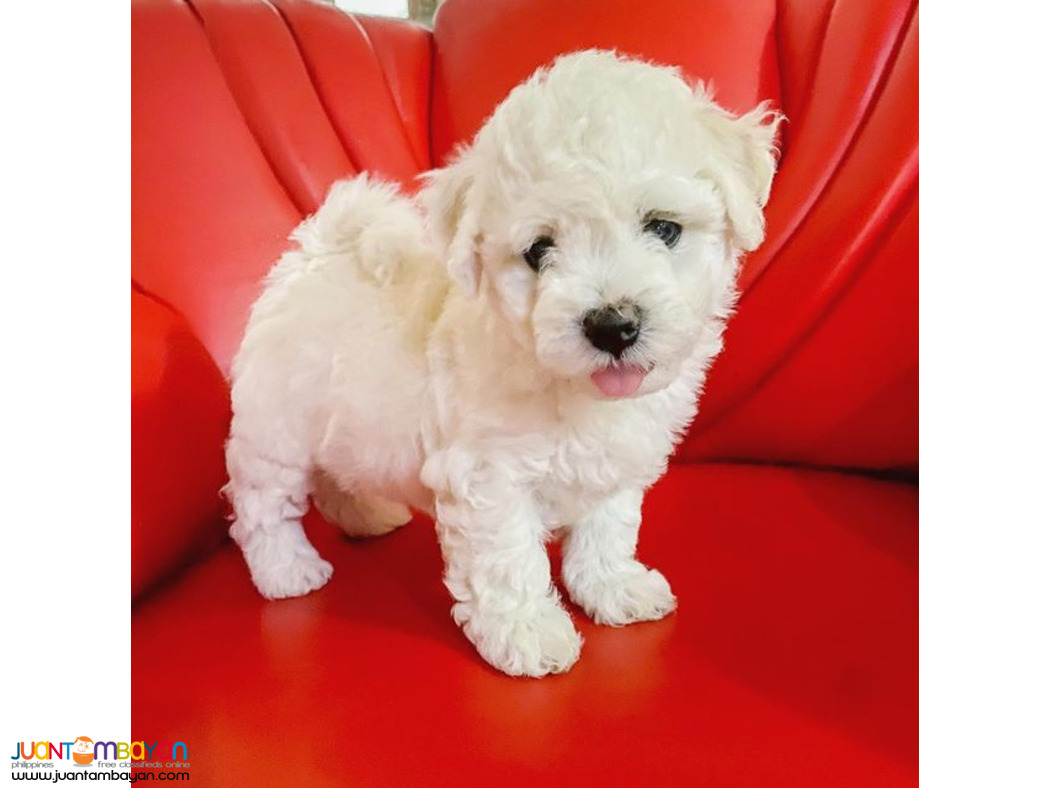 Bichon Frise  puppy available 