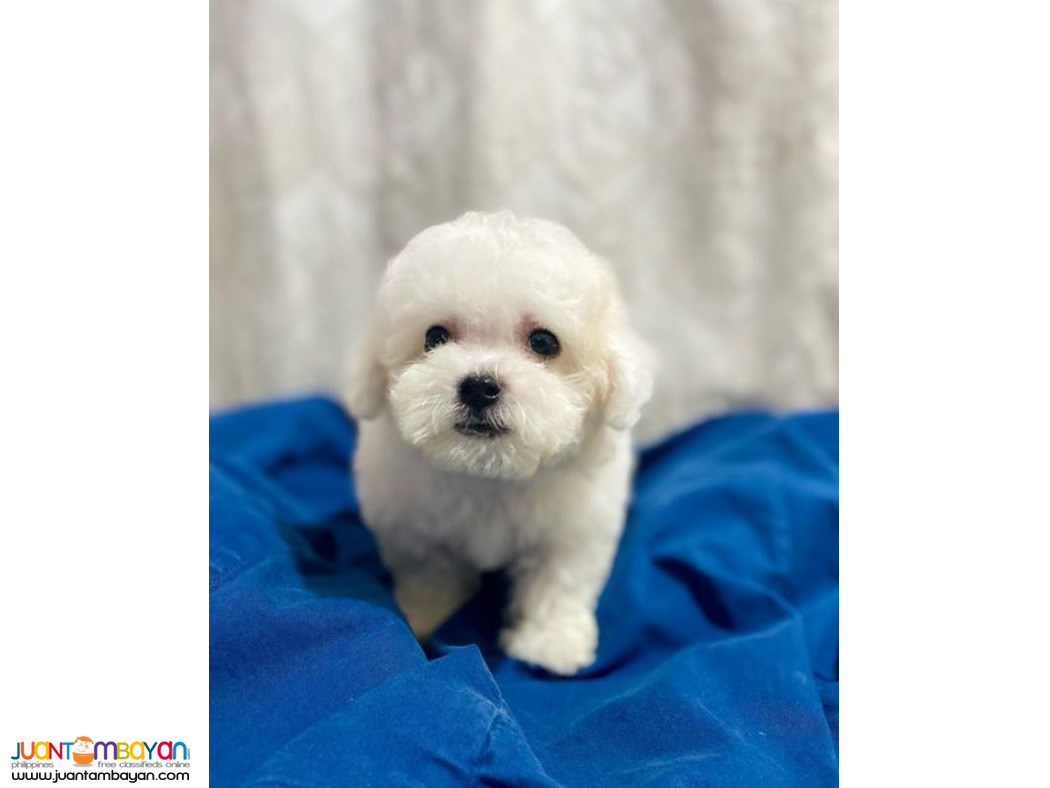 Bichon Frise  puppy available 