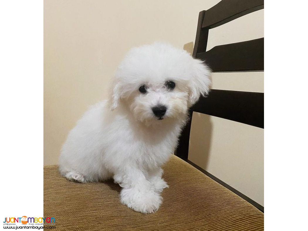 Bichon Frise  puppy available 