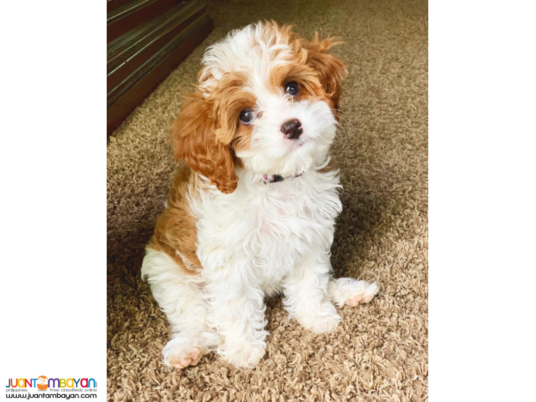 Cavapoo puppies male and female WhatsApp/ ( +63-915-353-9031 )