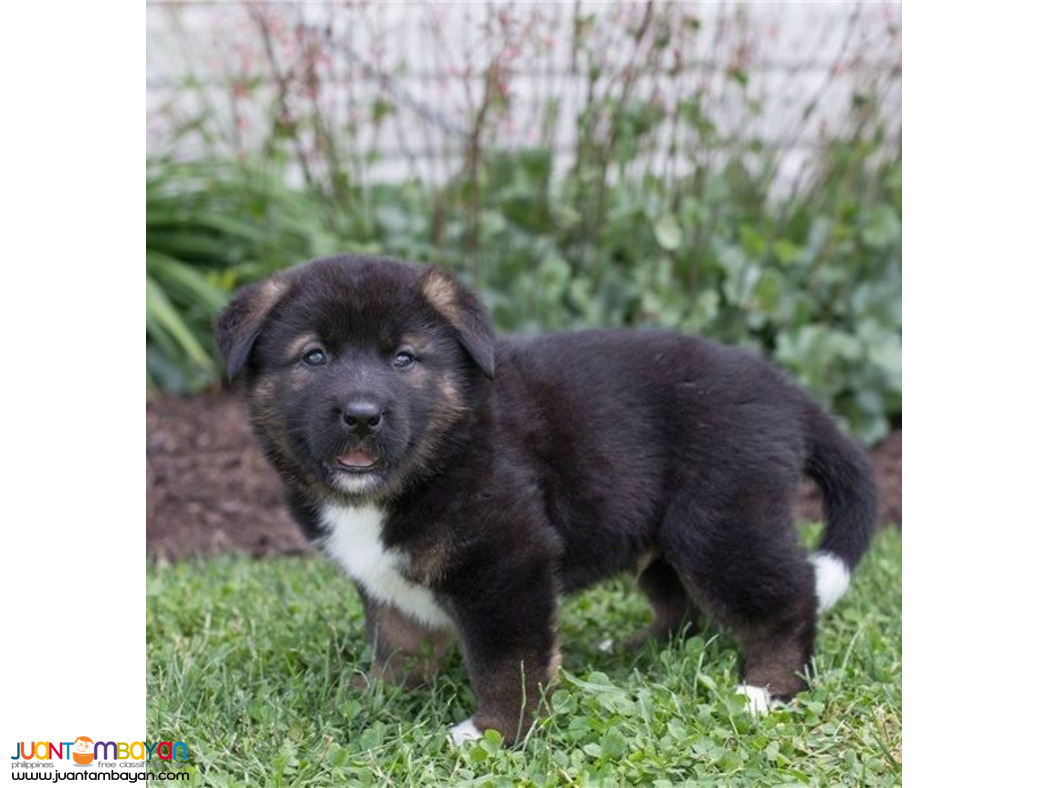 Black & white Akita puppies for sale