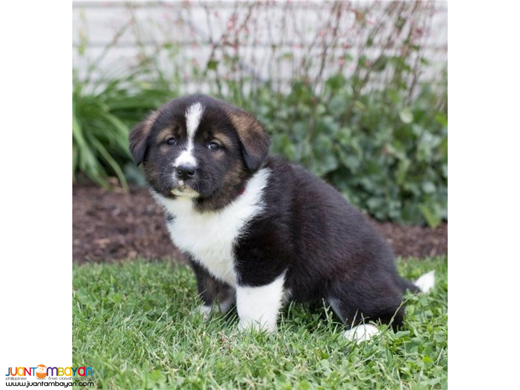 Black & white Akita puppies for sale