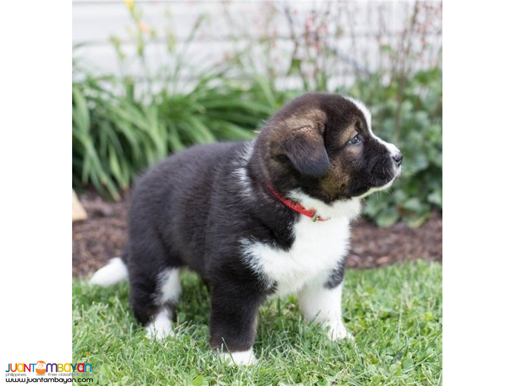 Black & white Akita puppies for sale