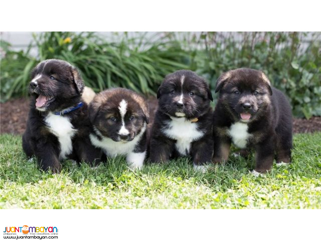 Black & white Akita puppies for sale