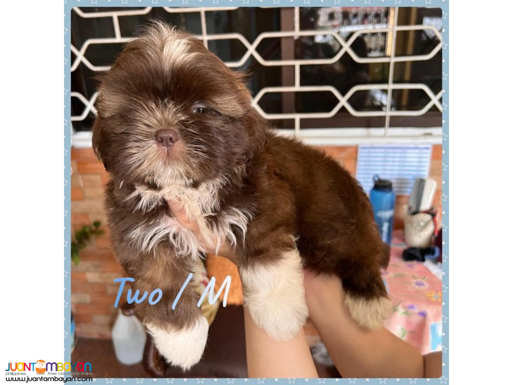 Pure Liver Shih Tzu