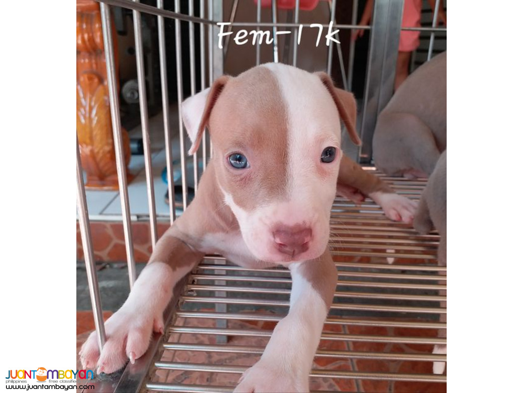 American Pit Bull Terrier APBT Pitbull Showtype