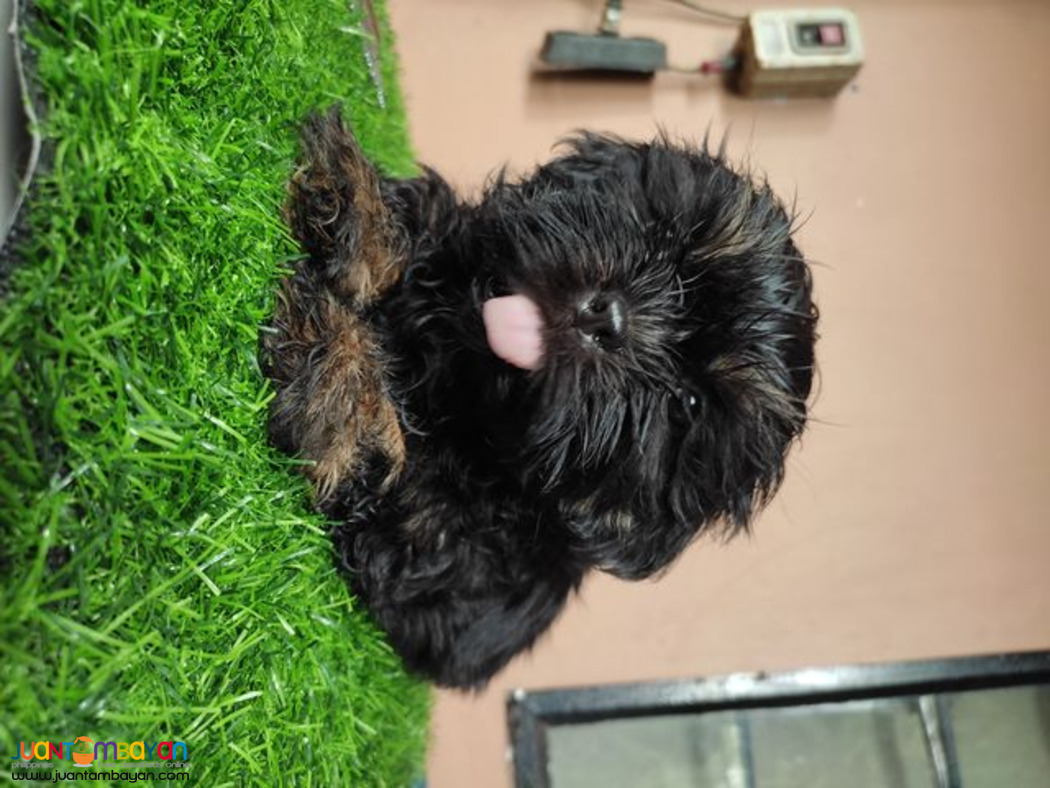 Quality Purebreed Shih Tzu Puppy for sale