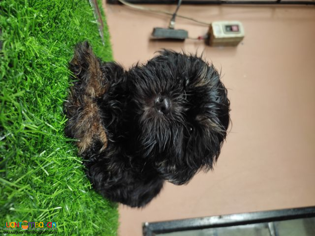 Quality Purebreed Shih Tzu Puppy for sale