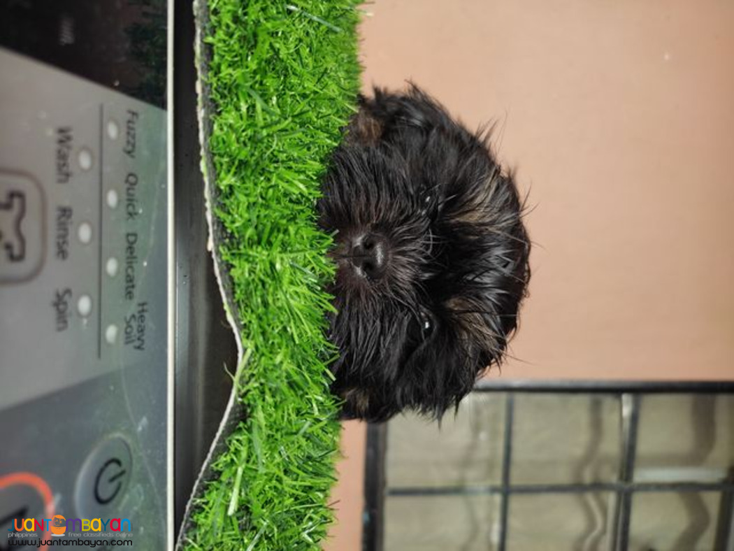 Quality Purebreed Shih Tzu Puppy for sale