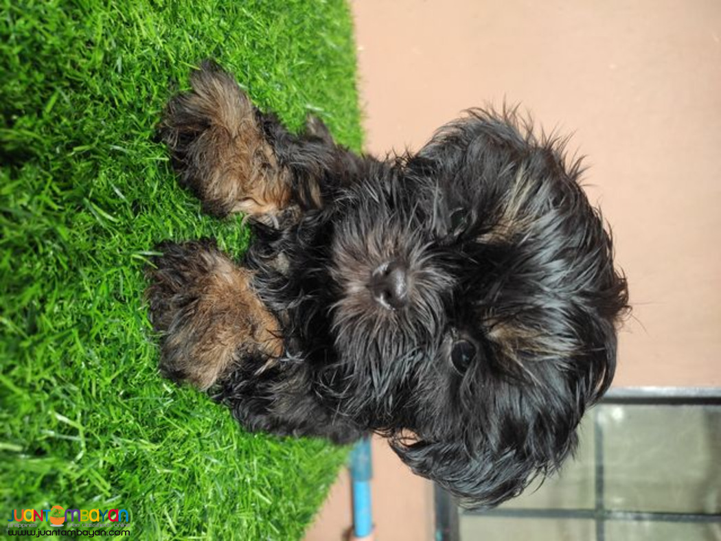 Quality Purebreed Shih Tzu Puppy for sale