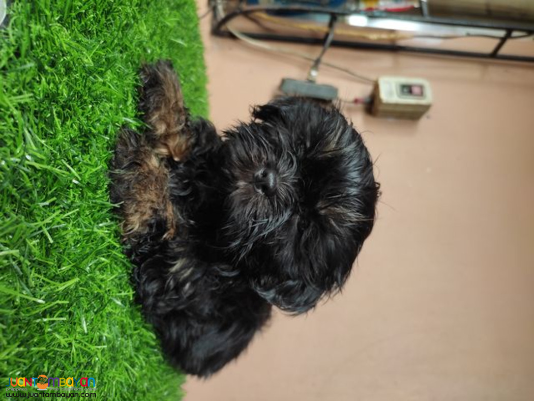 Quality Purebreed Shih Tzu Puppy for sale