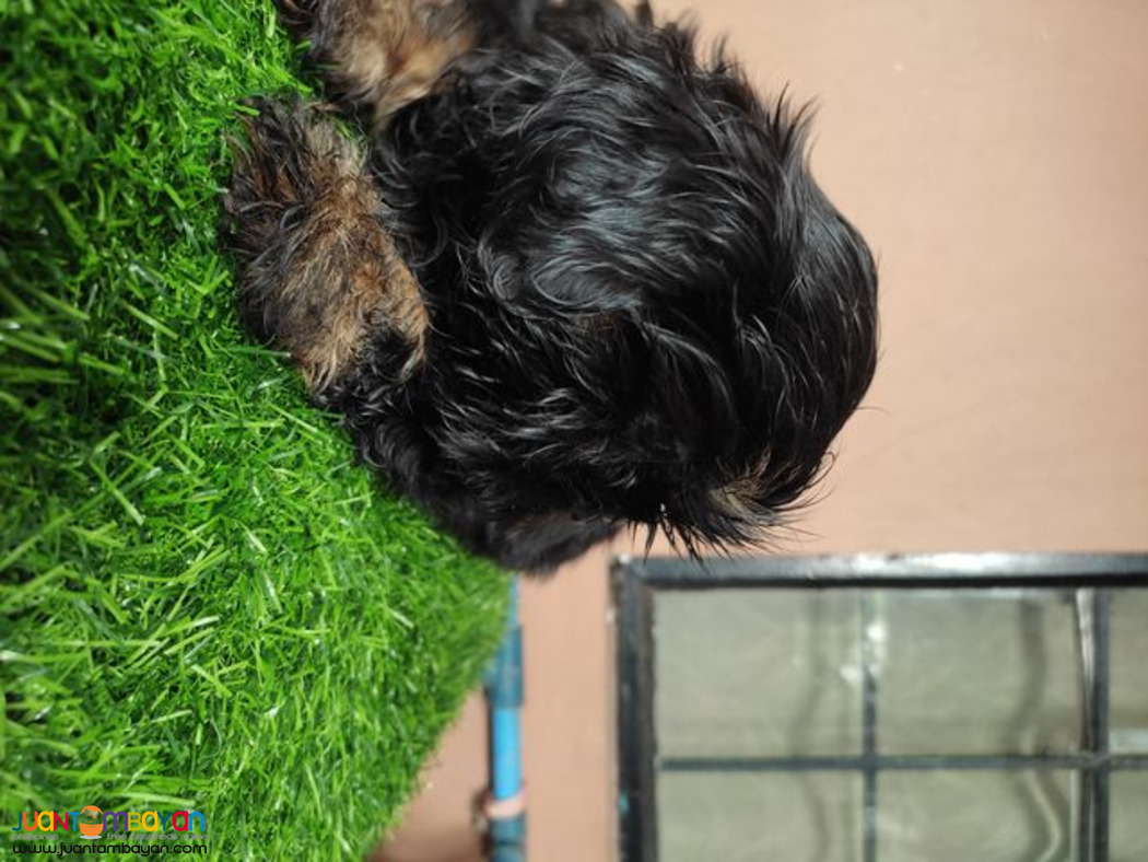 Quality Purebreed Shih Tzu Puppy for sale