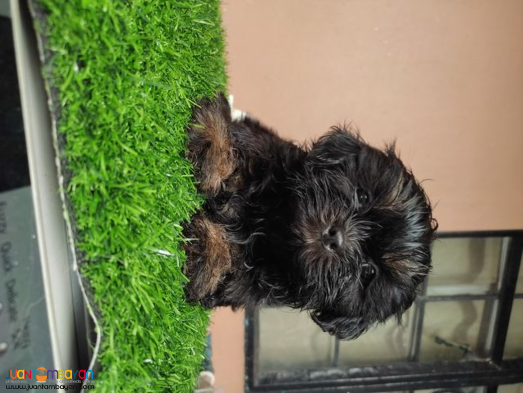 Quality Purebreed Shih Tzu Puppy for sale