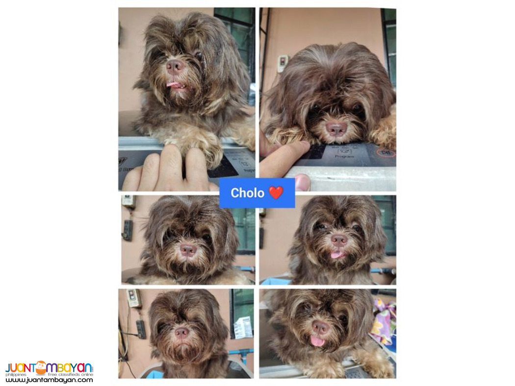 Shih Tzu chocoliver dobie