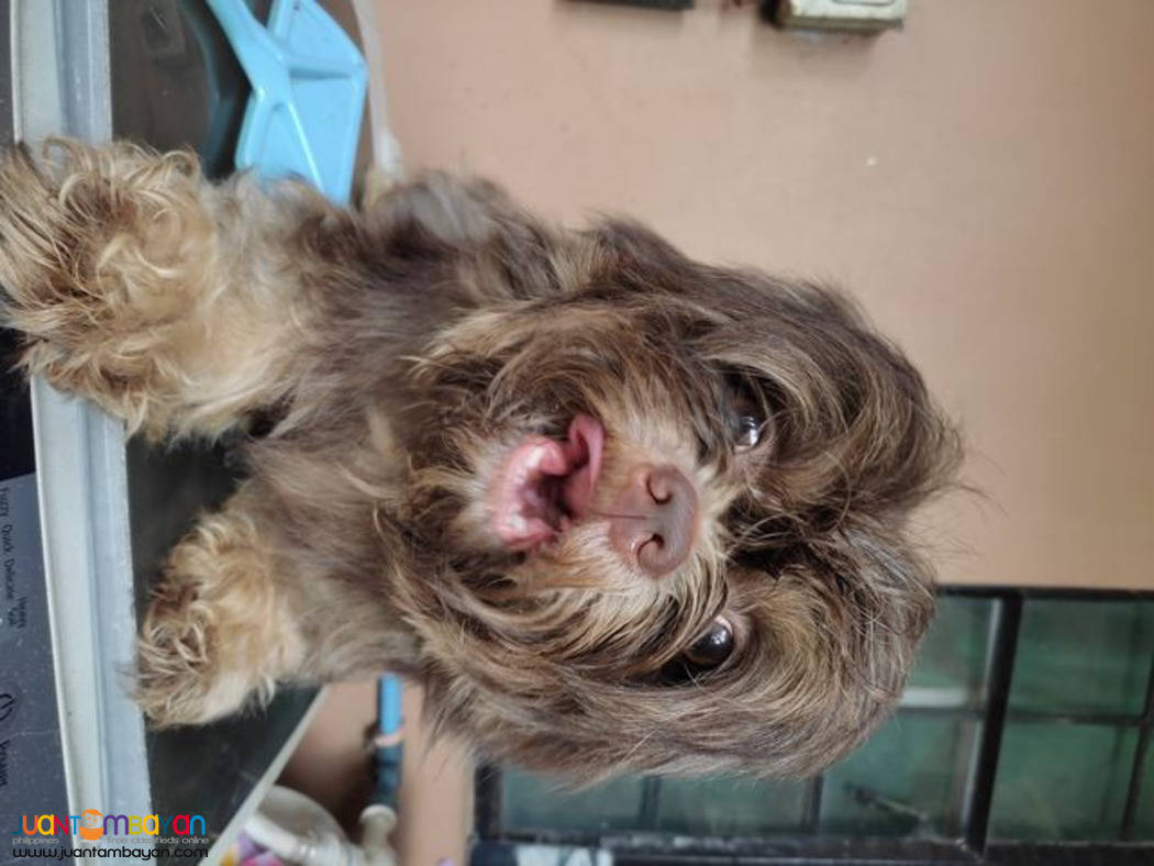 Shih Tzu chocoliver dobie